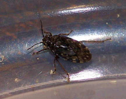 Shore Bug