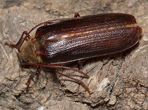 Hairy Pine Beetle - dorsal view