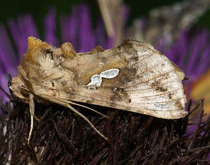 Two-spotted Looper
