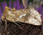 Two-spotted Looper