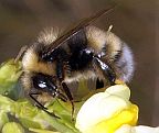 Bombus occidentalis
