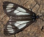 Police Car Moth
