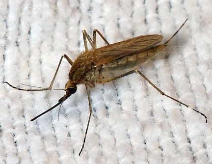 Mosquito