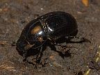 Aphodius fossor