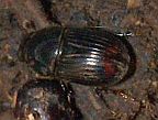 Otophorus haemorrhoidalis