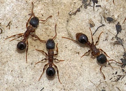 Myrmica incompleta