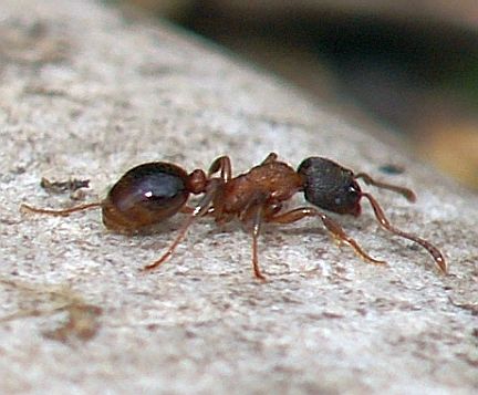 Myrmica incompleta - side view