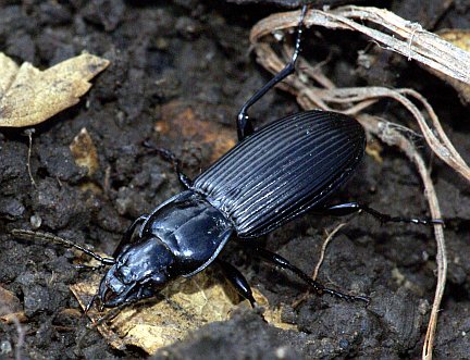 Sidewalk Carabid