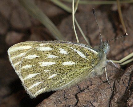 Western White - male ventral