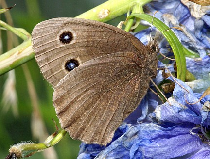 Common Wood Nymph