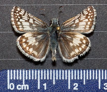 Checkered Skipper