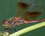 Western Meadowhawk