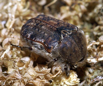Bumble Flower Beetle