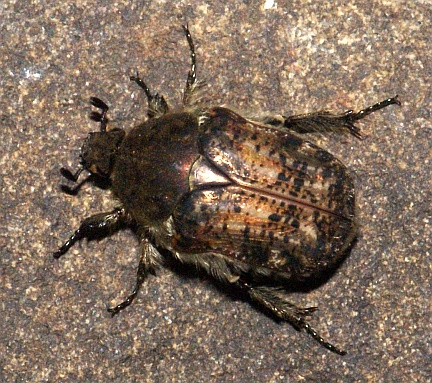Bumble Flower Beetle