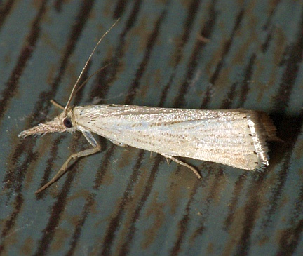 Lesser Vagabond Sod Webworm 