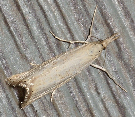 Lesser Vagabond Sod Webworm