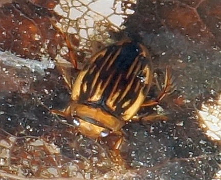 Neoporus superioris