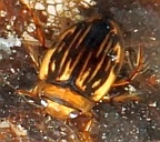 Neoporus superioris