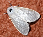 White Satin Moth