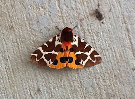 Garden Tiger Moth