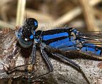 Hagen's Bluet