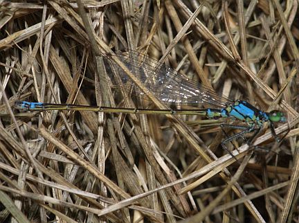 Plains Forktail