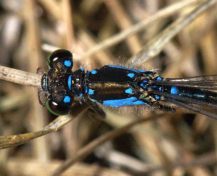 Plains Forktail - note each pale shoulder stripe is reduced to 2 spots.