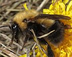 Bombus perplexus