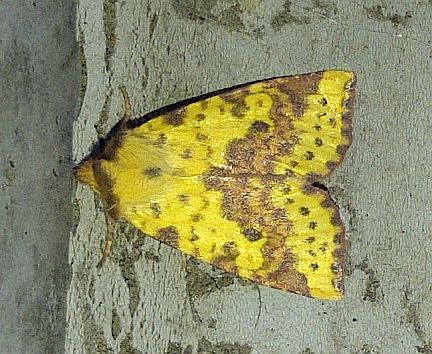 Pink-banded Sallow Moth