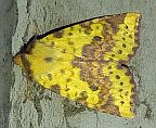 Pink-banded Sallow Moth