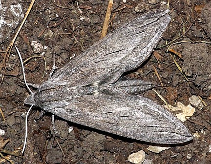 Great Ash Sphinx