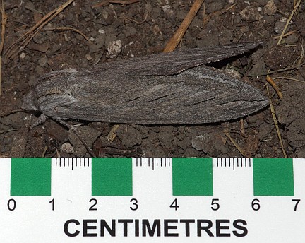 Great Ash Sphinx