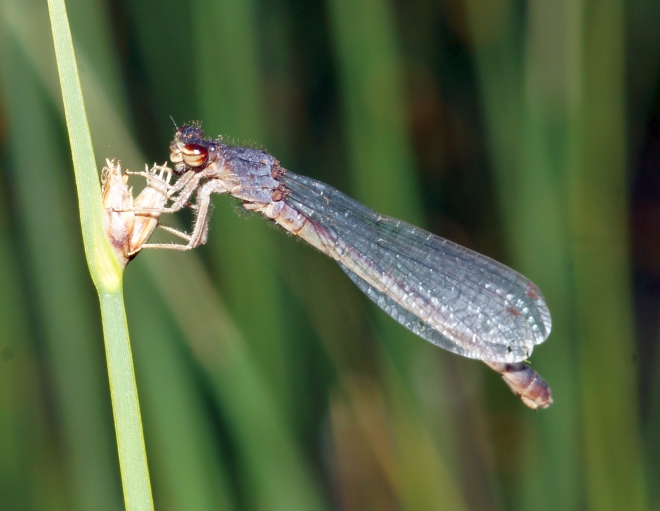 A Female Western Red Damsel