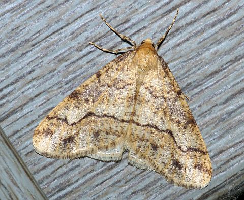 Linden Looper - male