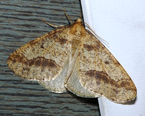Linden Looper - male