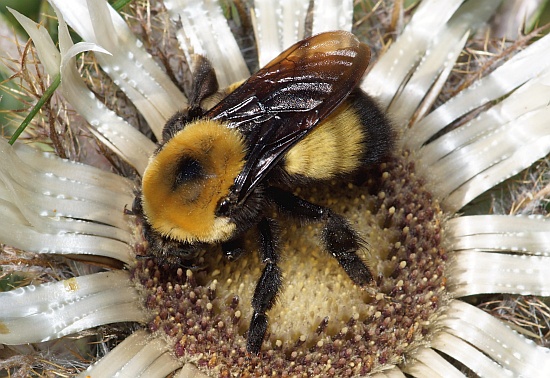 Nevada Bumble Bee