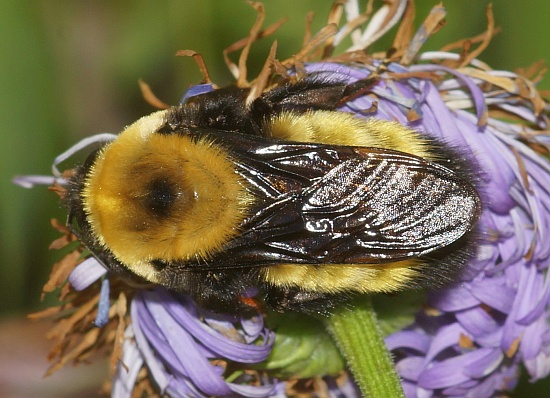Nevada Bumble Bee