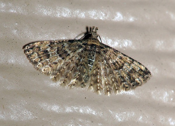 Six Plume Moth
