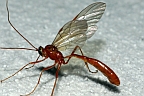 Short-tailed Ichneumon Wasp