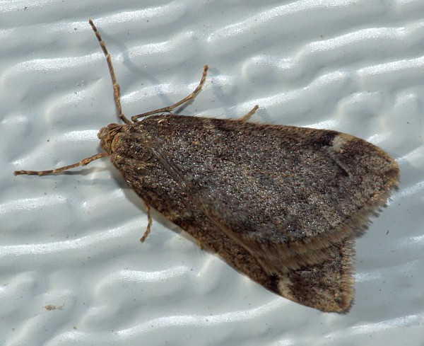 Fall Cankerworm Moth