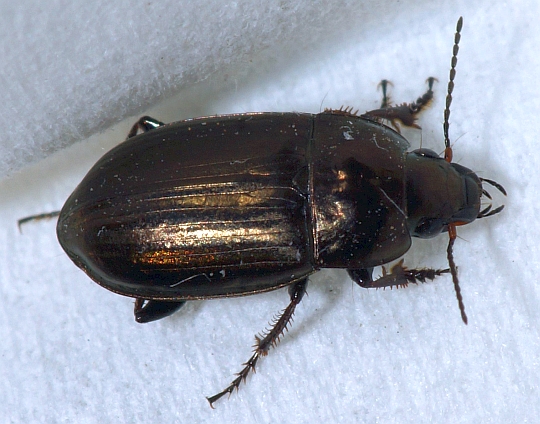 Seed-eating Ground Beetle