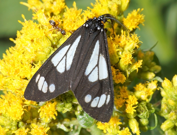 Police Car Moth on Goldenrod