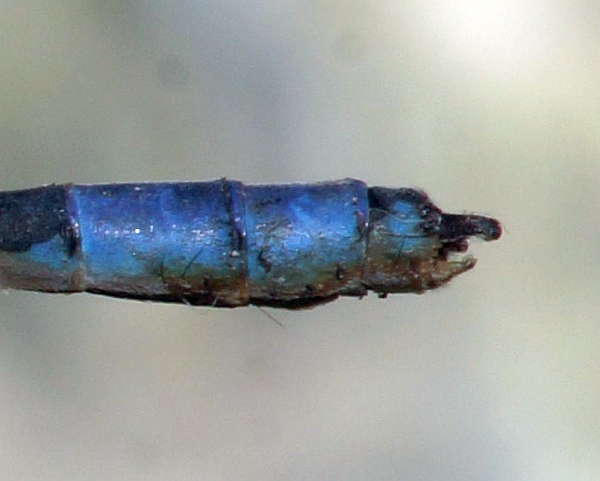 Side view of male River Bluet clasper