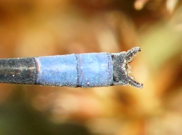 Top view of male clasper