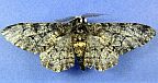 Peppered Moth