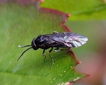 Pear Sawfly