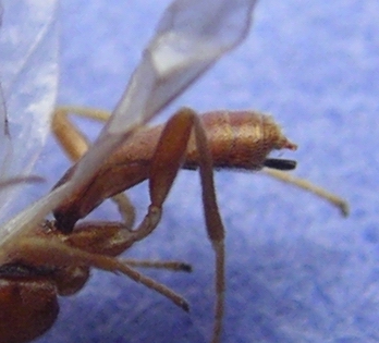 Braconid ovipositor