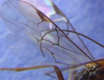 Braconid wing 
