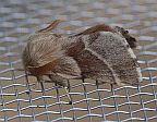 Western Tent Caterpillar Moth